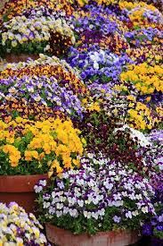 Pansy Viola Display Rhs Gardens Wisley Surrey England Uk England Surrey Pansies