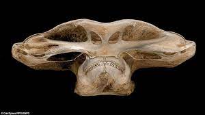 Dulvy and reynolds 1997), wherein embryos receive nutrients directly from the mother through a placental blood vessel link (dulvy and reynolds 1997). Stunning Science Pictures Capture Beauty Of Bursting Soap Bubbles Hammerhead Shark Skull Animal Bones