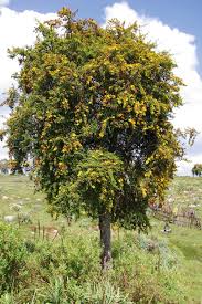 Image result for Hypericum revolutum