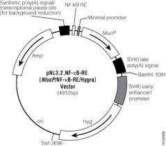 Reporter Cell Lines Derived From Immortalized Dermal Microvascular  Endothelial Cells As Improved Cell Models For Vascular Biolog