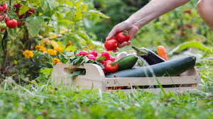 Top 5 Vegetables to Plant in September - DripWorks