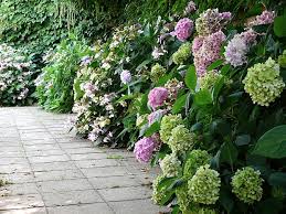Image result for Hydrangea macrophylla bela obrázek