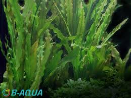 Image result for Aponogeton stuhlmannii