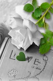 A White Rose For The Purity Of Love Color Splash Photography Color Splash Beautiful Flowers