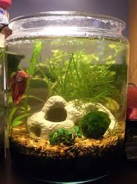 2 Gal Cookie Jar 9 Do 1 50 Water Change And 1 100 Water Change In A 1 Week Period About Every 3rd Day Plants In Soil Betta Fish Tank Betta Betta Fish