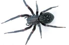 We have a bunch of these little fuzzy black spiders, about the size of a dime with a couple white spots on it's back. 10 Most Venomous Spiders In Australia Travel Earth