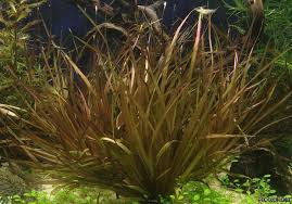 Image result for Blyxa aubertii