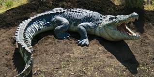 Onlarin Da Duygulari Var Hayvanlar Alemine Ait 10 Ilginc Bilgi Timsah Hayvanlar Crocodiles