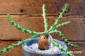 Image result for Euphorbia fanshawei
