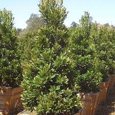 Their versatile growth pattern allows them to be used effectively for almost every need. Japanese Blueberry Tree