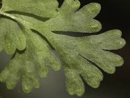 Image result for Anogramma leptophylla