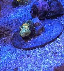Powerball bounce mushroom for sale. Tck Powerball Bounce Mushroom Growth Reef2reef Saltwater And Reef Aquarium Forum