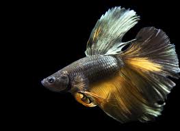 Ich habe die bilder mit dem handy gemacht und bin kein. Assorted Black Mustard Gas Halfmoon Betta