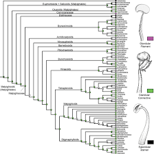 Image result for Sphedamnocarpus