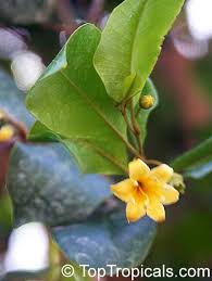 Image result for Oxyanthus goetzei