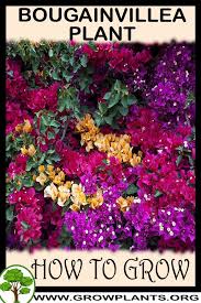 Image result for Bougainvillea sp. cultivar