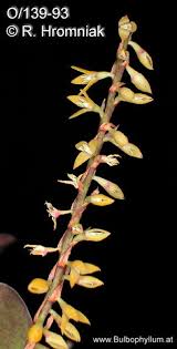 Image result for Bulbophyllum oreonastes