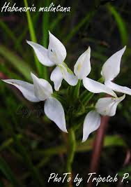 Image result for Habenaria macrandra