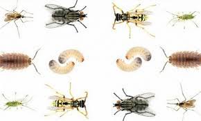 حشرات المنزل animals bee insects