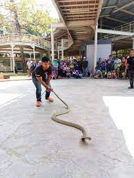 Masjid terapung juga mempunyai puncak berkembar menara heksagon atau heksagon pertama di dunia. Taman Ular Dan Taman Ular Dan Reptilia Negeri Perlis