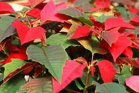 How To Care For A Poinsetta Plant Year Round Ehow Christmas Plants Flower Pot Design Plants