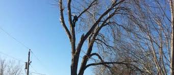 We provide personal service that s better than big commercial companies. Tree Services Tree Trimming Topeka Ks