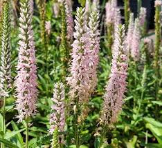 Image result for Veronica abyssinica