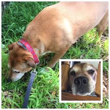 We did not find results for: Tlc Pet Care Liverpool Petslover