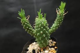 Image result for Euphorbia davyi