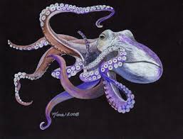 Octopus V Squid Octopus Colors Drawing Programs Drawings