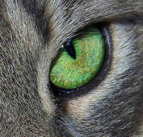 File:Cats eye.jpg - Wikimedia Commons