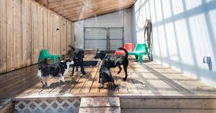 These are a great way to make your pets stay that bit more luxurious. Luxury Pet Hotel Boarding Daycare Jet Pet Resort