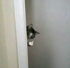 Do Not Hurt Me Cute Cat Memes Cute Memes Funny Animal Pictures