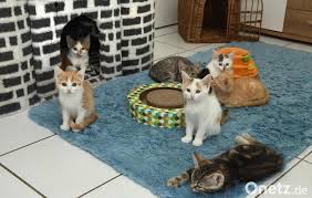 In diesem video verraten wir es dir! Baby Katzen Invasion In Den Oberpfalzer Tierheimen Onetz