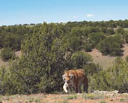 Is located in the black forest area of ne colorado springs, co nestled in the woods where not only do our cats enjoy their beautiful habitat but so do our volunteers, adopters, and visitors. Colorado S Wild Animal Sanctuary Opens First 35 Acre Habitat At New 9 000 Acre Refuge As 300 Acre Habitat Being Built