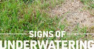 Bermudagrass can wait 5 to 10 days between watering and bounce right back, for example. The Best Time To Water Your Lawn Ifa S Helping To Grow Blog