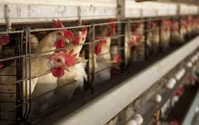 The ministry of foreign affairs of the russian federation. Domestic Trade Ministry Opens Eight Investigation Papers On Chicken Traders After Public Complaints Asia Newsday