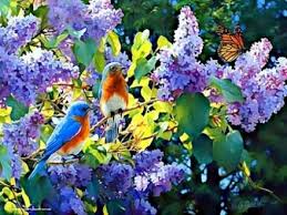 Blue Birds And Flowers Wallpaper Spring Interlude Lilacs Bluebirds And A Monarch Butterfly In A Painting By Beth Hoselton Wallp Beautiful Flowers Pictures Flower Pictures Spring Painting