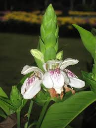 Image result for Justicia buchholzii