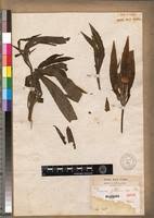 Image result for Vernonia galamensis