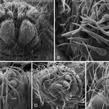 Image result for Panicum habrothrix