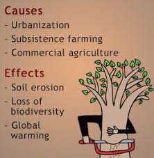 180802 22129 40 Jpg 260 265 Deforestation Global Warming Biodiversity