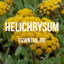 Image result for Helichrysum helvolum