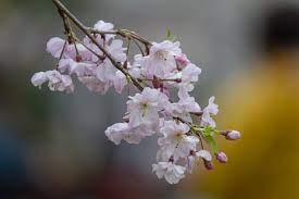 樱花 一 摄影图片 生态摄影 太平洋电脑网摄影部落 plants
