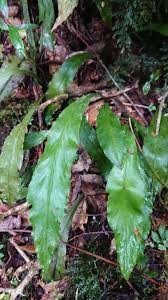 Image result for Loxogramme latifolia