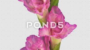 Time Lapse Of Opening Pink Gladiolus Flower With Alpha Channel Stock Footage Ad Pink Gladiolus Time Opening Gladiolus Gladiolus Flower Alpha Channel