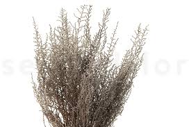 Image result for Stoebe