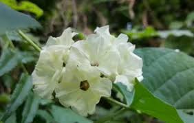 Image result for Lepistemon