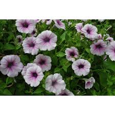 Видео обзор петунии пурпурной шок вейв f1. Shock Wave Pink Petunia Petunia Hybrida