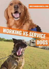 Pin On Labor Day Dogs With Jobs